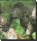 Howler Monkey at the Belize zoo