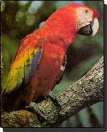 Scarlet Macaw at the Belize zoo